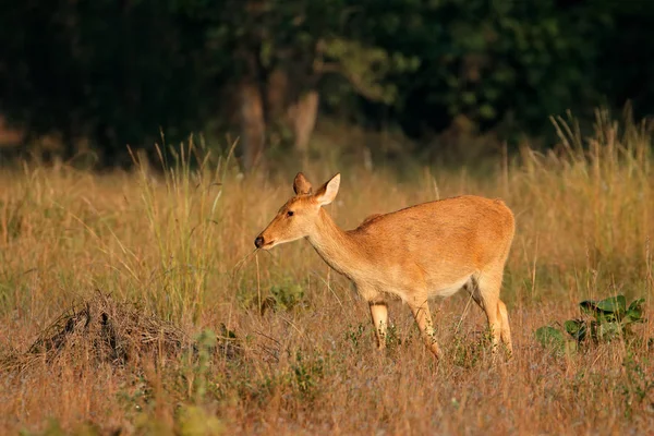 Barasingha fêmea ou veado do pântano — Fotografia de Stock