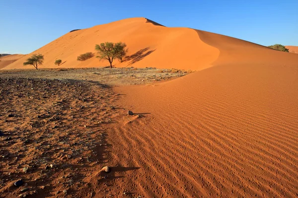 Duna de areia e árvores - Deserto do Namib — Fotografia de Stock