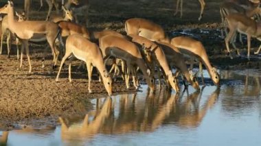 Impala antilopları (Aepyceros melampus) öğleden sonra saatlerinde içme suyu, Kruger Ulusal Parkı, Güney Afrika