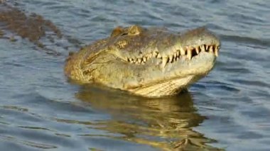 Nil timsahı (Crocodylus niloticus) küçük bir balığı yakalayıp yiyor, Kruger Ulusal Parkı, Güney Afrika