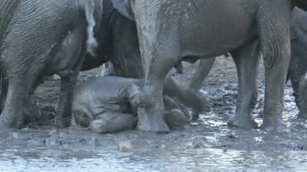 Játékos Baba Afrikai Elefántok Loxodonta Africana Fröccsenő Sáros Vízben Kruger — Stock videók