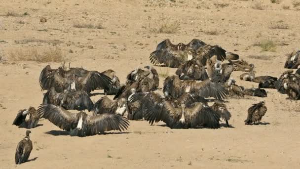 Avvoltoi Dalla Schiena Bianca Gyps Africanus Crogiolarsi Sole Kruger National — Video Stock