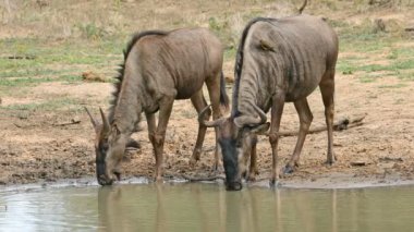 Mavi wildebeest (connochaetes taurinus) içme suyu, mkuze oyun ayırmak, Güney Afrika