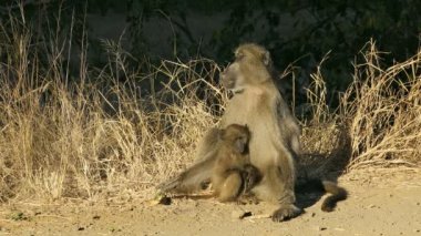 Chacma babunu (Papio ursinus) güneş altında güneşlenen bebek, Kruger Ulusal Parkı, Güney Afrika