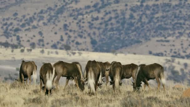 Black Wildebeest Connochaetes Gnou Herd Walking Natural Habitat Mountain Zebra — Stock Video