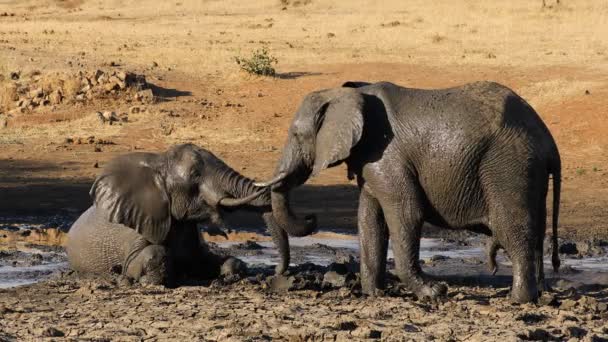 泥だらけの水飲み場で遊ぶ2頭のアフリカゾウ ロキセドンタ アフリカナ クルーガー国立公園 南アフリカ — ストック動画