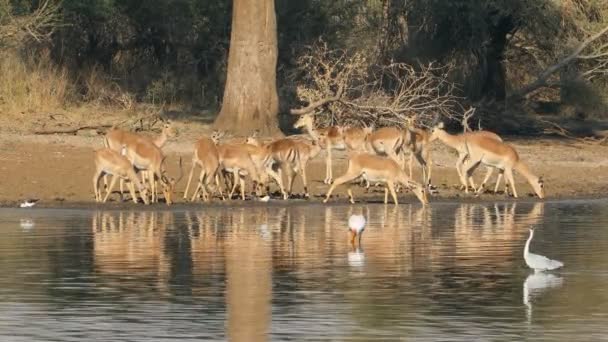 早朝の光の中で水を飲むImpala Antelopes Aepyceros Melampus クルーガー国立公園 南アフリカ — ストック動画