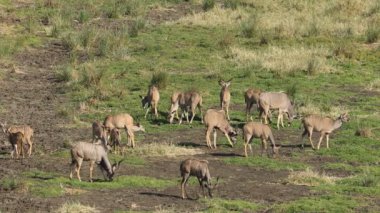 Kudu antilopları (Tragelaphus strepsiceros) doğal habitat, Kruger Ulusal Parkı, Güney Afrika