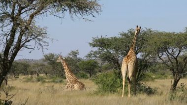 Zürafalar (Zürafa camelopardalis) doğal yaşam, Mokala Milli Parkı, Güney Afrika