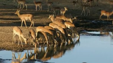 Impala antilopları (Aepyceros melampus) öğleden sonra saatlerinde içme suyu, Kruger Ulusal Parkı, Güney Afrika