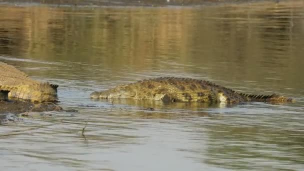 Een Grote Nijl Krokodil Crocodylus Niloticus Uit Het Water Kruger — Stockvideo