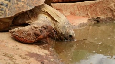 Bir leopar kaplumbağasının yakın çekim görünümü (Stigmochelys pardalis) içme suyu, Güney Afrika
