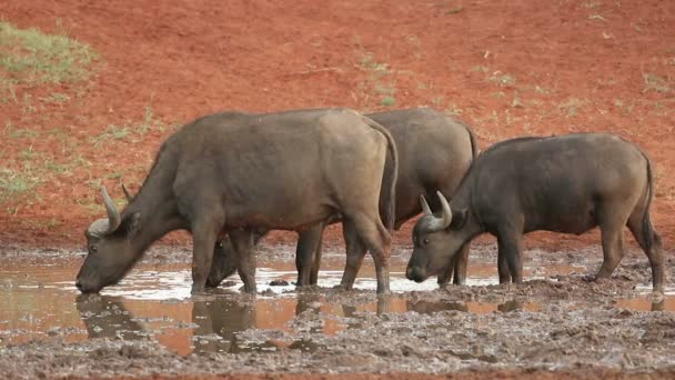 Afrikanska Kap Bufflar Syncerus Caffer Dricksvatten Mokala National Park Sydafrika — Stockvideo