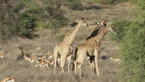 南非卡拉哈里沙漠 斗牛长颈鹿 Giraffa Camelopardalis 和春季羚羊 — 图库视频影像