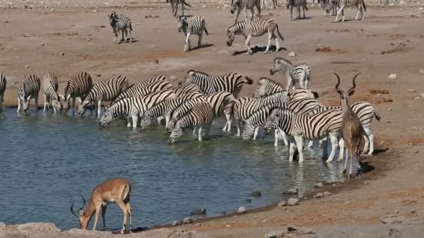 水飲み場で飲む平野シマウマ群れとアンテロープ エトシャ国立公園 ナミビア — ストック動画