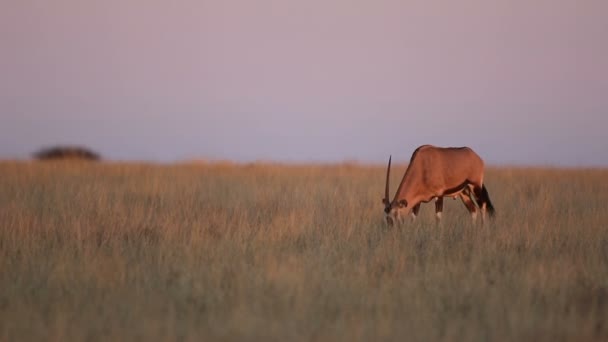Antílope Gemsbok Oryx Gazella Pastando Pastagens Pôr Sol África Sul — Vídeo de Stock
