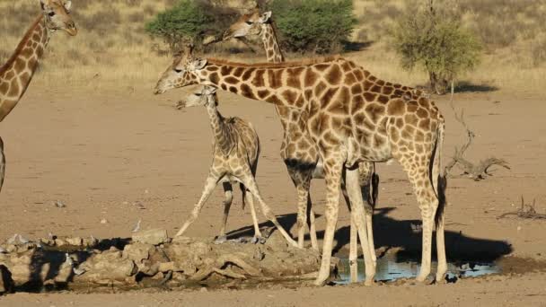 Giraffes Giraffa Camelopardalis Drinking Water Waterhole Kalahari South Africa — Stock Video