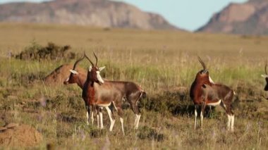 Blesbok antilopları (Damaliscus pygargus) ayakta ve otlak, Güney Afrika yürüyüş
