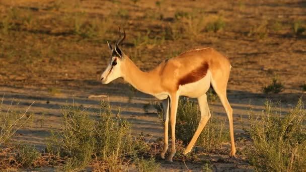 自然生息地のスプリングボック アンテロープ アンティドルカス マルシャリアリス カラハリ砂漠 南アフリカ — ストック動画