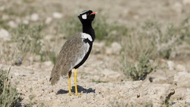 Male White Quilled Bustard Afrotis Afraoides Calling Etosha National Park — Stock Video