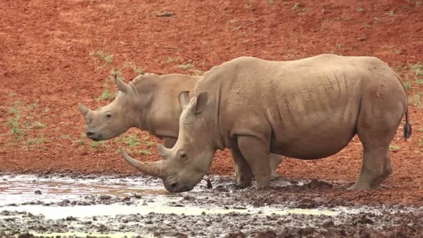 Белый Носорог Ceratotherium Simum Теленком Пьющим Водопое Южная Африка — стоковое видео