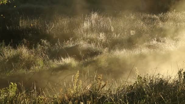 Scenic Landscape Drifting Mist Grassland Sunrise South Africa — Stock Video