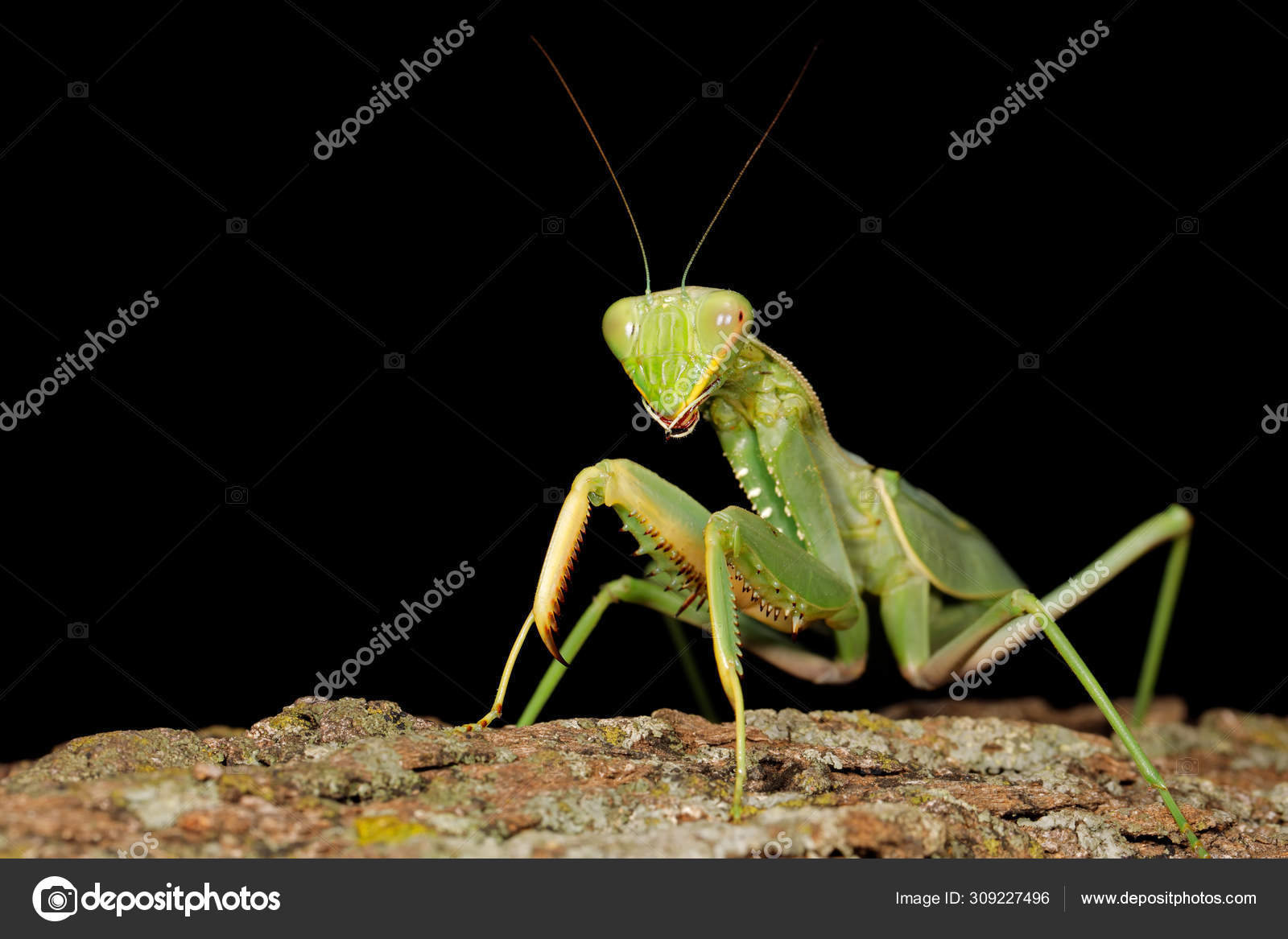 praying mantis eating mate gif