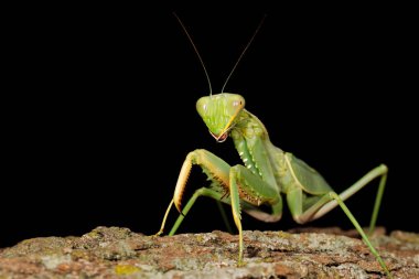 Common green mantis clipart