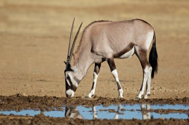 Bir su birikintisi gemsbok antilop 