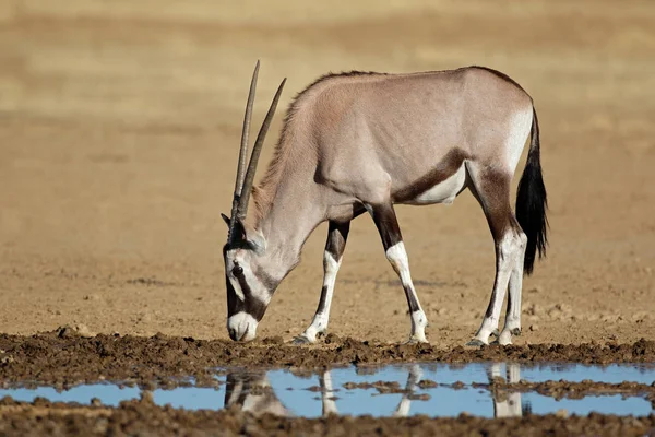 Gemsbok antílope em um buraco de água — Fotografia de Stock