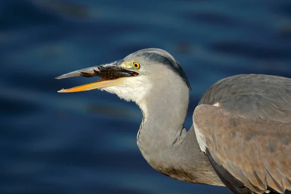 Gråhäger svälja en fisk — Stockfoto