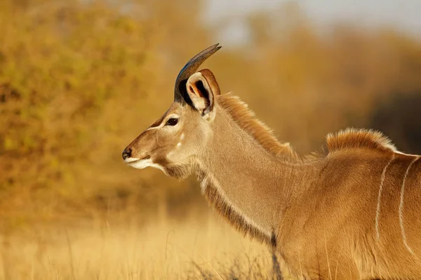 Retrato de antílope Kudu - Parque Nacional Kruger — Foto de Stock
