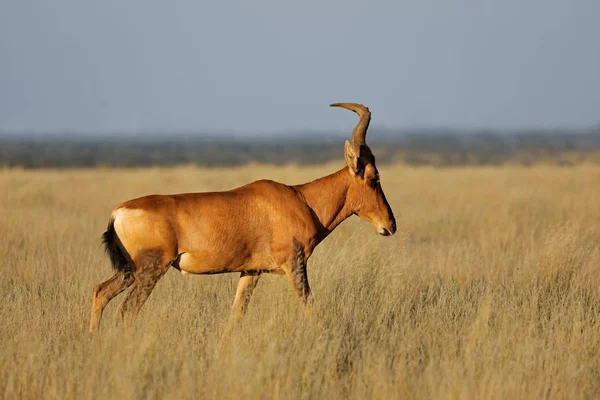 Hartebeest rojo en pastizales — Foto de Stock