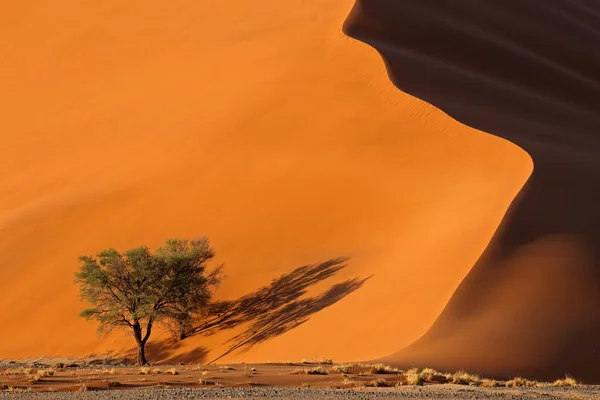 Písečné duny a stromy – poušť Namib — Stock fotografie