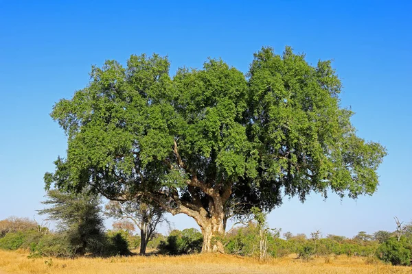 Çınar incir ağacı - Kruger Ulusal Parkı — Stok fotoğraf