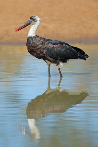 Cigüeña de cuello lanudo en aguas poco profundas — Foto de Stock