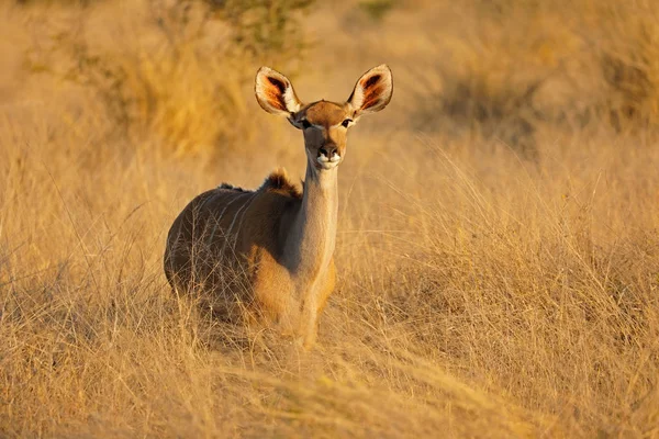 Antílope kudu fêmea - Parque Nacional Kruger — Fotografia de Stock