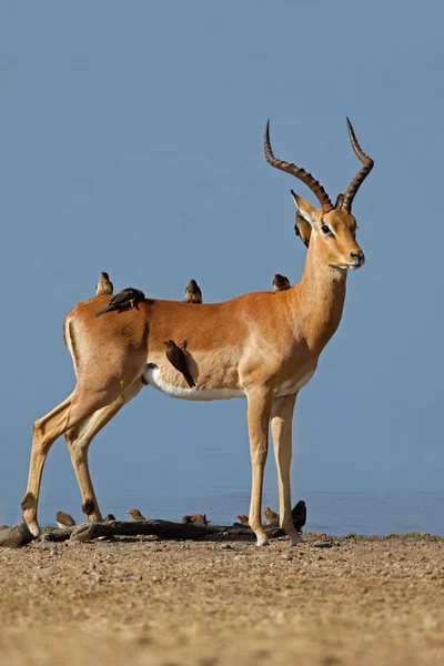 Antílope de Impala con pájaros carpinteros — Foto de Stock