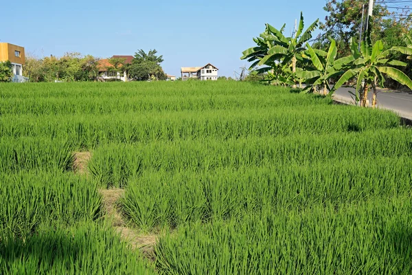 Rice fields in the urban area of Canggu, Bali — Stock Photo, Image