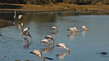 Sarı gagalı leylekler (Mycteria ibis) ile büyük Nil timsahları, Kruger Ulusal Parkı, Güney Afrika