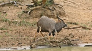 Çamurda oynamak erkek nyala Karaca (yayılım gösterir: angasii), mkuze oyun ayırmak, Güney Afrika