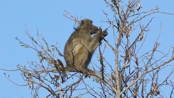 Babuino Chacma Papio Ursinus Alimentándose Vainas Árboles Parque Nacional Kruger — Vídeos de Stock