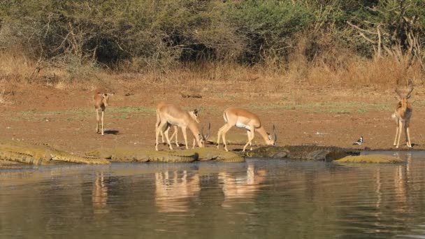 南非克鲁格国家公园的安帕拉羚羊 Aepyceros Melampus 与大桶状尼罗河鳄鱼一起喝水 — 图库视频影像