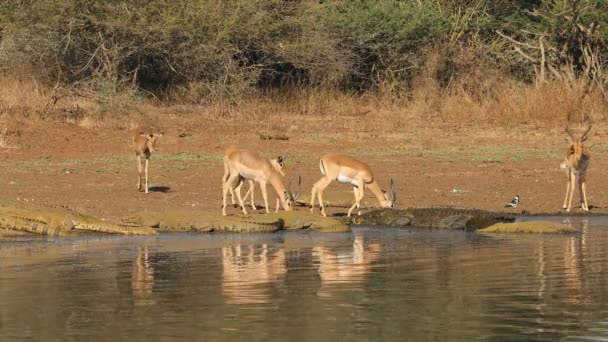 Impala Antílopes Aepyceros Melampus Água Potável Com Grandes Crocodilos Nilo — Vídeo de Stock