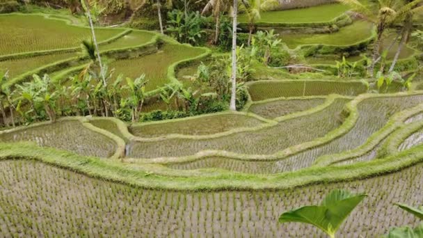 Scénický Pohled Svěží Zelené Rýžové Terasy Tegallalang Ubud Bali Indonésie — Stock video