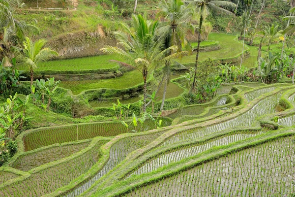 Рисовые террасы Тегаллаланг - Бали — стоковое фото