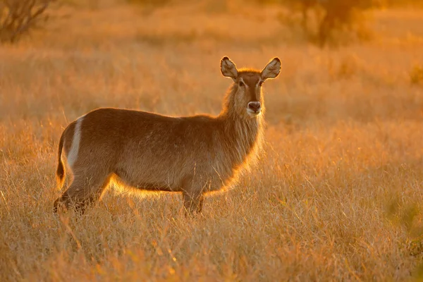 Backlit female waterbuck antelope — Stock Photo, Image