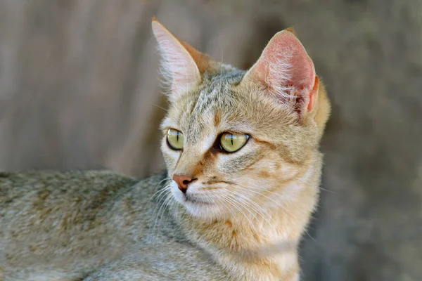 Afrika yaban kedisi portre — Stok fotoğraf