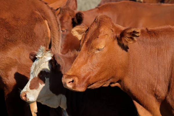 Portrait d'une vache — Photo