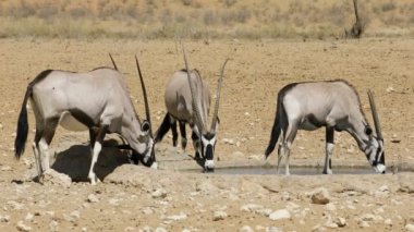 Gemsbok antilopları (Oryx gazella) içme suyu, Kalahari çölü, Güney Afrika